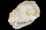 Fossil Oreodont (Merycoidodon) Skull - Wyoming #144156-5